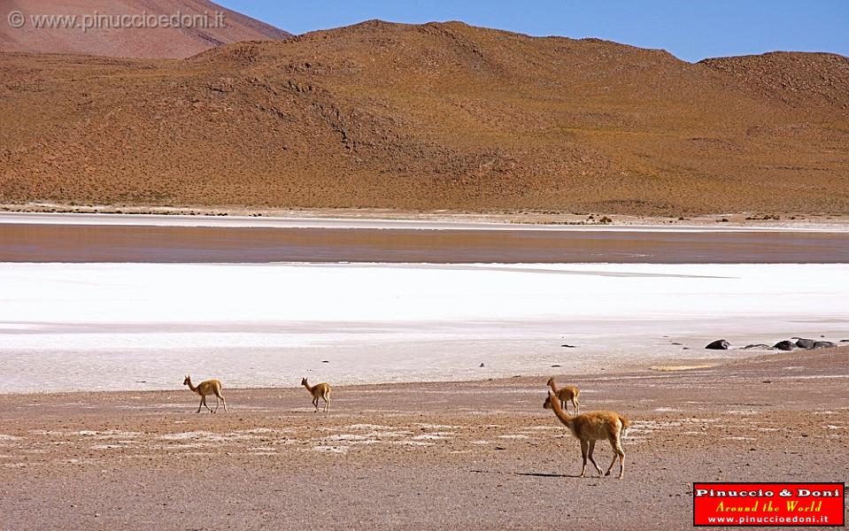 BOLIVIA 2 - Ruta de Las Joyas - Laguna Chiar kkota - 6.jpg